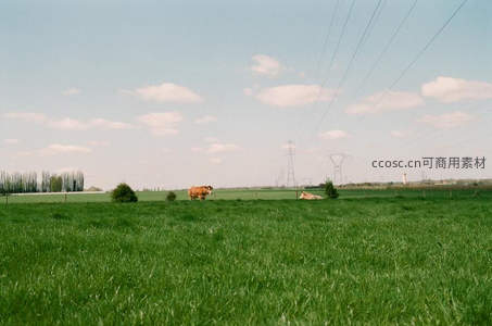 绿野牧牛，远山电线塔下田园风光