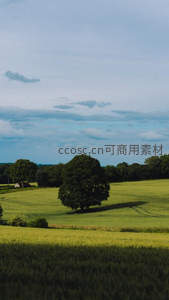 绿野孤树，蓝天白云下的田园诗画