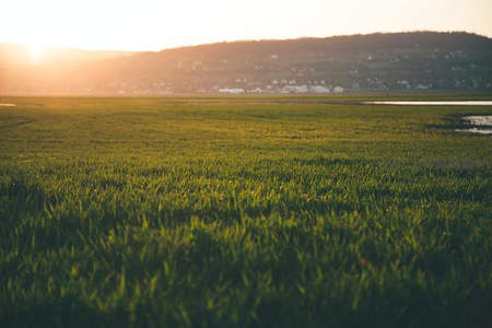 夕阳洒满青翠湿地草叶生辉