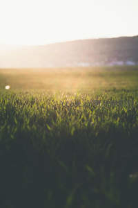 晨曦微光洒在青翠草地上