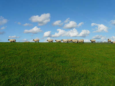 羊群漫步绿茵坡，蓝天白云作背景