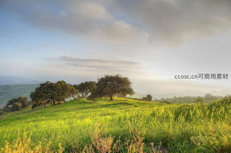 晨曦洒满青翠山坡草浪随风轻舞