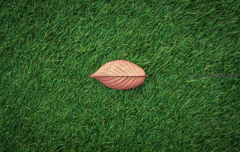 红叶静卧青翠草坪之上