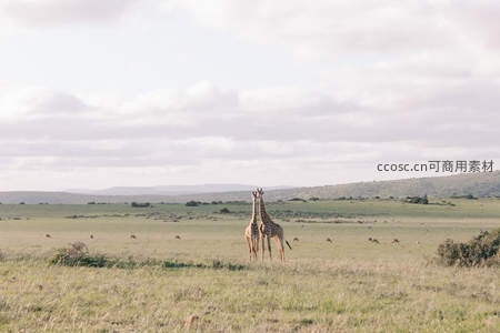 长颈鹿伫立草原遥望远方