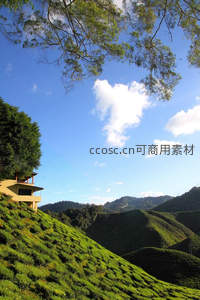 茶园梯田与蓝天白云相映成趣