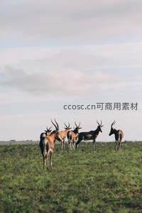 羚羊群在草原上警觉环顾四周