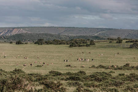 广阔草原上散布着成群野生动物