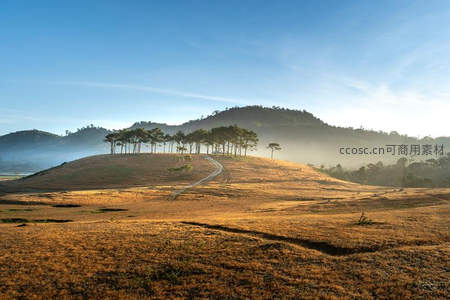 晨曦中金色山坡上的孤树群