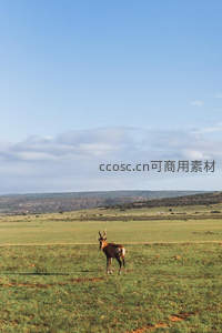 草原上孤独伫立的羚羊剪影