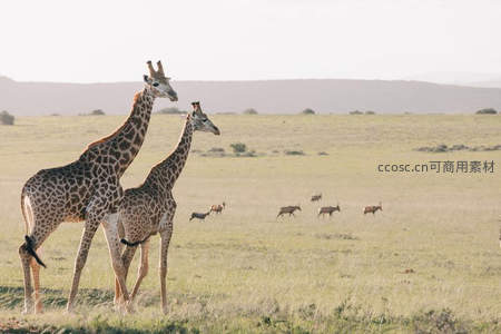 草原上亲密相伴的长颈鹿双影