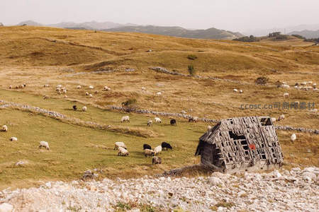 荒废木屋旁羊群悠然吃草