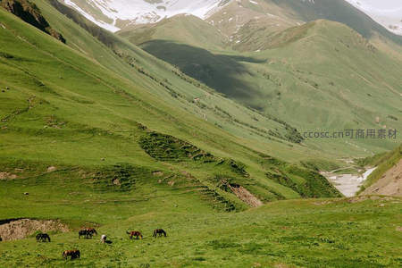 雪山脚下马群漫步绿谷