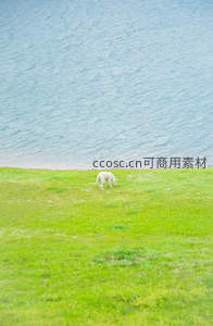 湖畔孤影：白马悠然吃草的静谧时刻