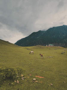 阴云密布的山谷中，马儿悠然吃草