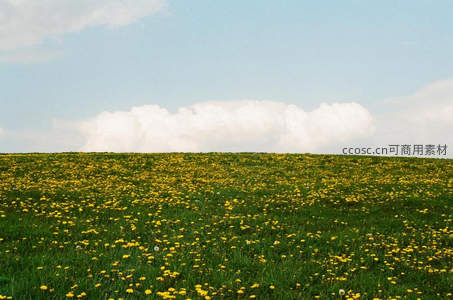 蒲公英花海铺满山坡