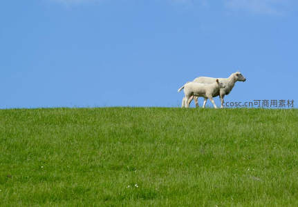 母子羊漫步绿茵坡顶