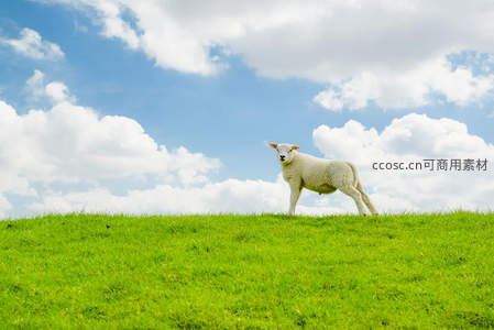 绿野孤羊，蓝天白云下悠然自得