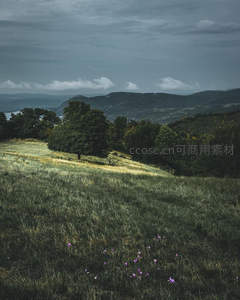 阴云下的山坡草地与紫色野花