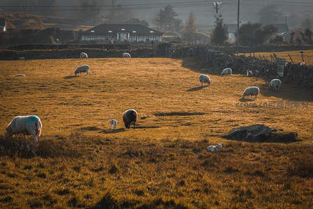 金色牧场上的羊群悠然吃草