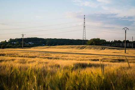 麦浪翻滚的田野与电线塔