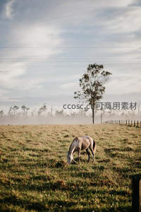 晨雾中白马悠然啃食青草