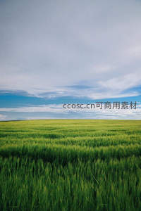 无垠麦浪接天际，蓝天白云共徜徉