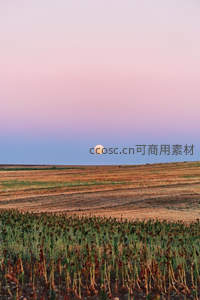 暮色苍茫月升空，枯田静待新轮回