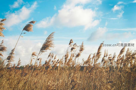 风中芦苇随风摇曳