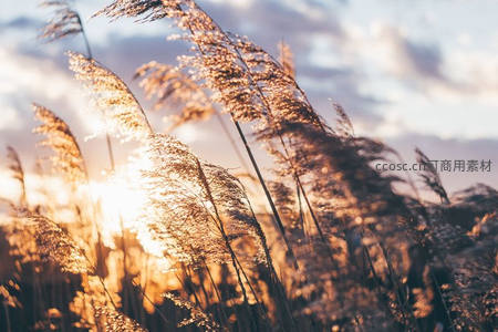 夕阳穿透芦苇丛光影
