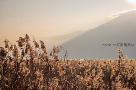 夕阳下的芦苇荡，远山如黛