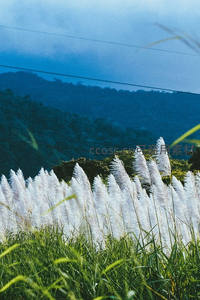 白色芦花如雪，青山为幕