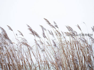 冬日芦苇覆薄霜，清冷孤寂美