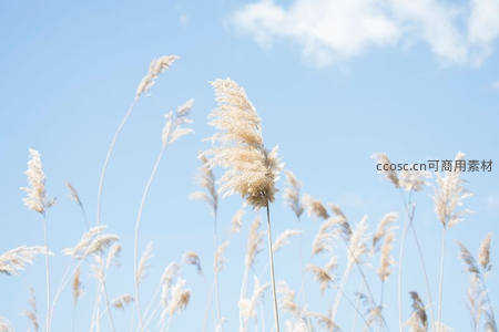 蓝天映衬下随风摇曳的芦苇花穗