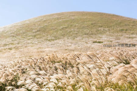 山坡草甸上白芒飞舞，开阔辽远