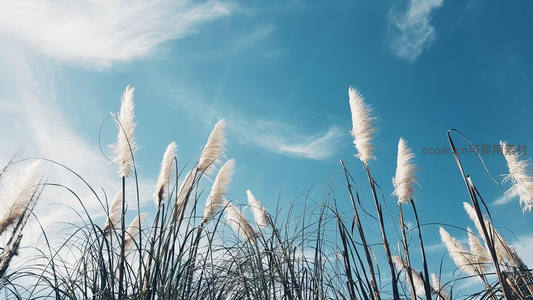 仰拍视角下芦苇直指蔚蓝晴空
