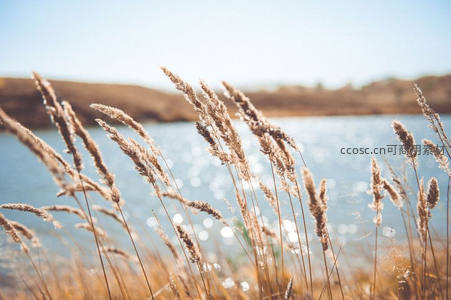 湖畔芦苇轻摇，波光粼粼映斜阳