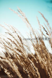 金秋芦苇随风摇曳，蓝天映衬自然之美