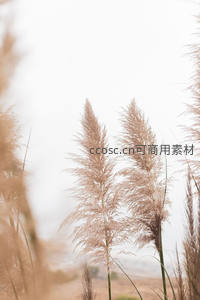 朦胧晨雾中芦苇丛生，诗意盎然如画