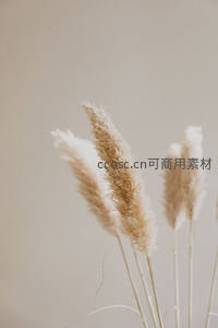 室内干芦苇装饰，简约温馨家居点缀