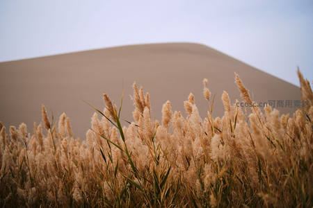 沙漠边缘芦苇摇曳，沙丘与绿意交织