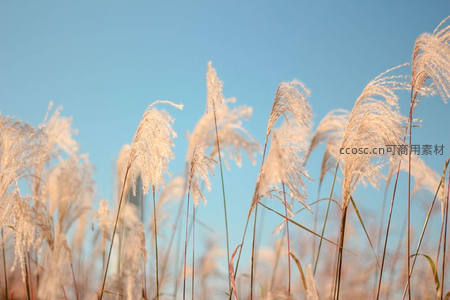 蓝天之下芦苇飞舞，秋日田野诗意画卷