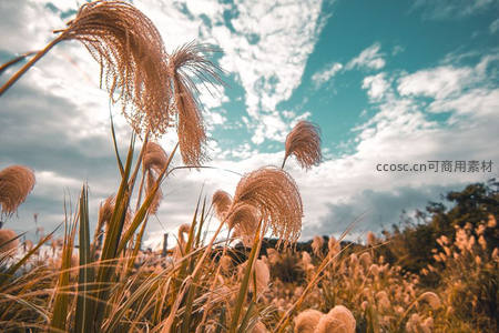 云影掠过芦苇丛，光影交错梦幻时刻