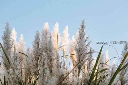 蓝天之下，芦花洁白如雪