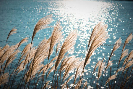 阳光洒落水面，芦苇翩翩起舞