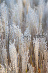 柔美芦花特写，细节如梦似幻