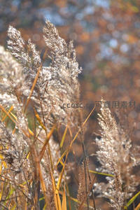 秋日暖阳，芦花闪耀如金