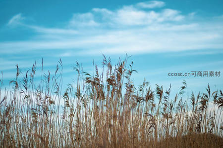 蓝天映衬下芦苇丛的壮丽剪影