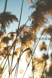 逆光穿透芦苇的梦幻金色时刻