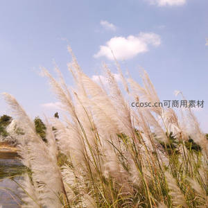 风中摇曳的芦苇花海，蓝天白云下诗意盎然