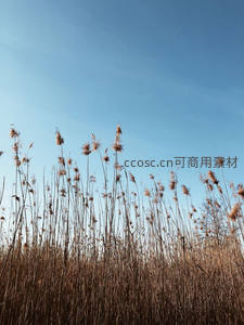 枯黄芦苇迎风挺立，湛蓝天空映衬苍凉之美